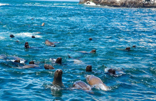 Nagez avec les lions de mer aux îles Palomino - Photo 3